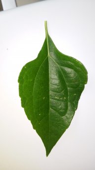RobertDi
