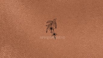 Amalasplantas