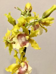OrchidsBCN