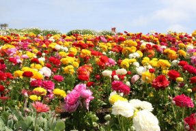 tnnursery