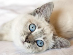 cuqui3