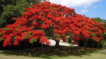 Delonixregia9