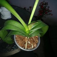 Marj