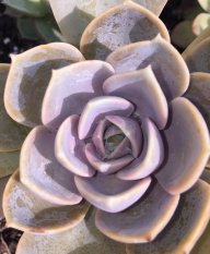 Perle Von Nürnberg