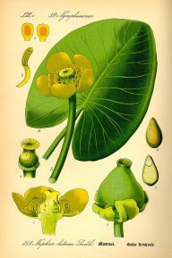 Nuphar
