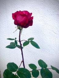 Yomismo098