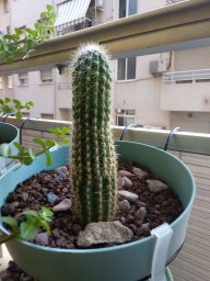 MrCactus