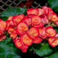 gardenia jasminoide