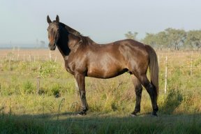 Aicnerolf