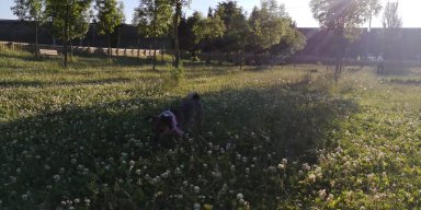 chufur