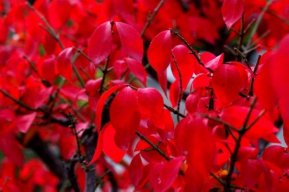 Euonymus