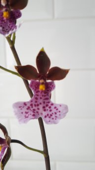 Jhoana