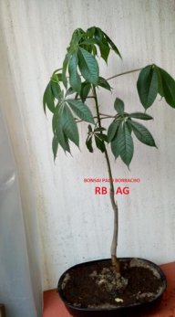 Ren9021