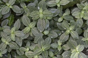 plantsinplants