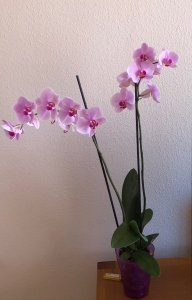 Alba_
