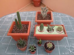 Cactusina