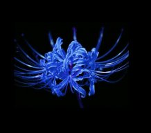 BlueSpiderLily