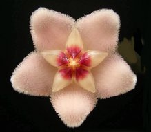 Rosaperant