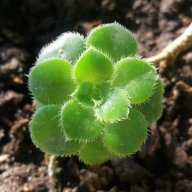 HaruGreenleaf