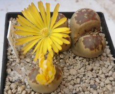 canarylithops73