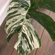 anaprados