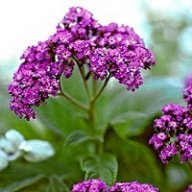 Heliotrope