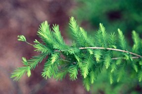 taxodium87