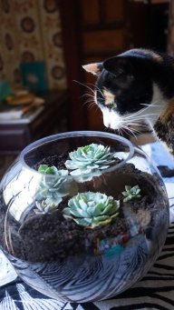 SucculentLover