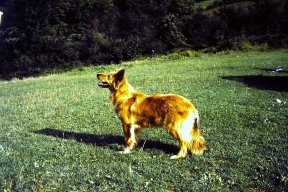 málico