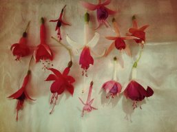 carmen torres
