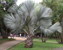 Bairon Rivera