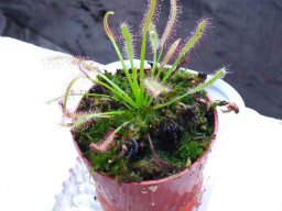 Lavogarto