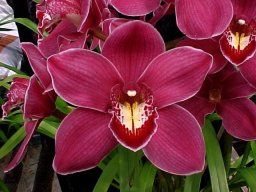 orquideas10