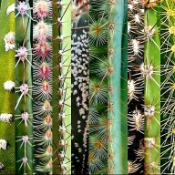 JMPCactus