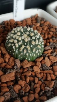 CactusNorth