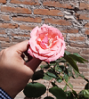 Garden_Keeper