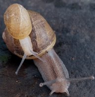 SirCiprés