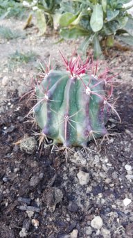 opuntia maxima