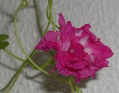 Mylilium