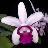 MaraMM
