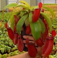 nephentes bl00dy mary