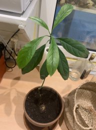 Cacaguate