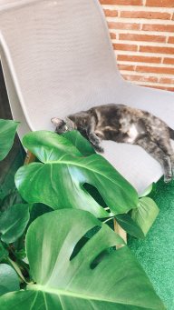 Caoticavida