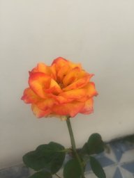 Colibrí453