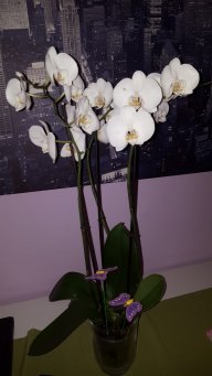 Layatzin