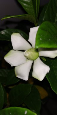 SilviaCham