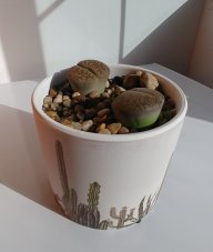 Mrscocowind