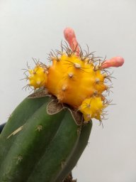 AnaGraciela