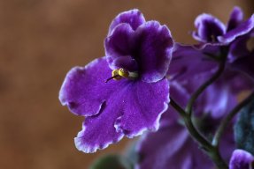 violetaafricana