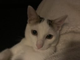 kasspita